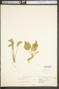 Viola rotundifolia image