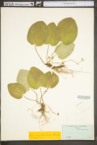 Viola rotundifolia image