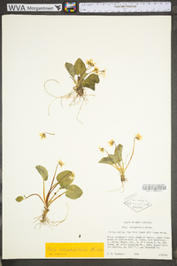 Viola rotundifolia image