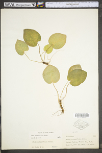 Viola rotundifolia image