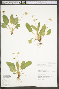 Viola sagittata var. ovata image