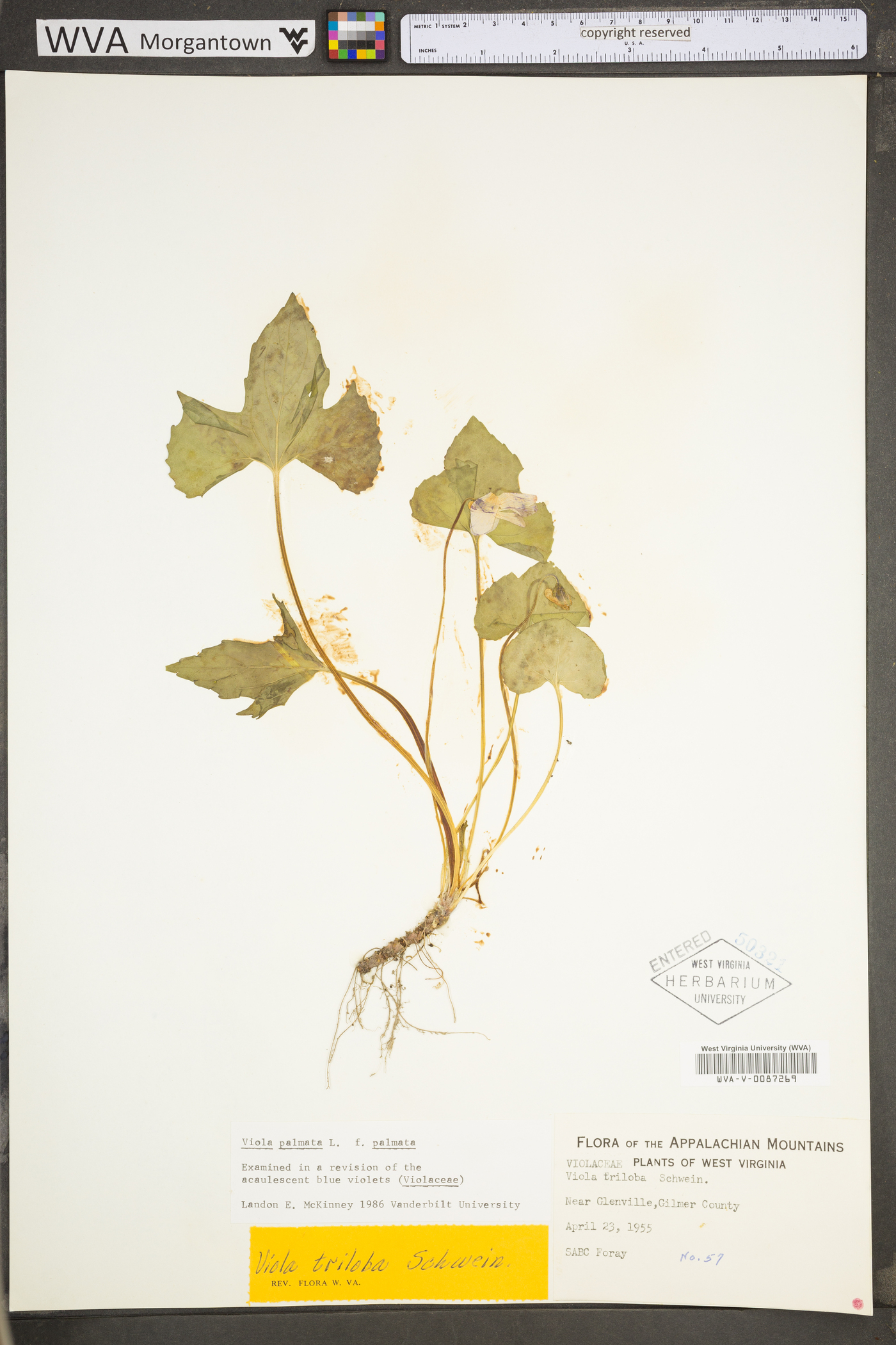 Viola triloba image