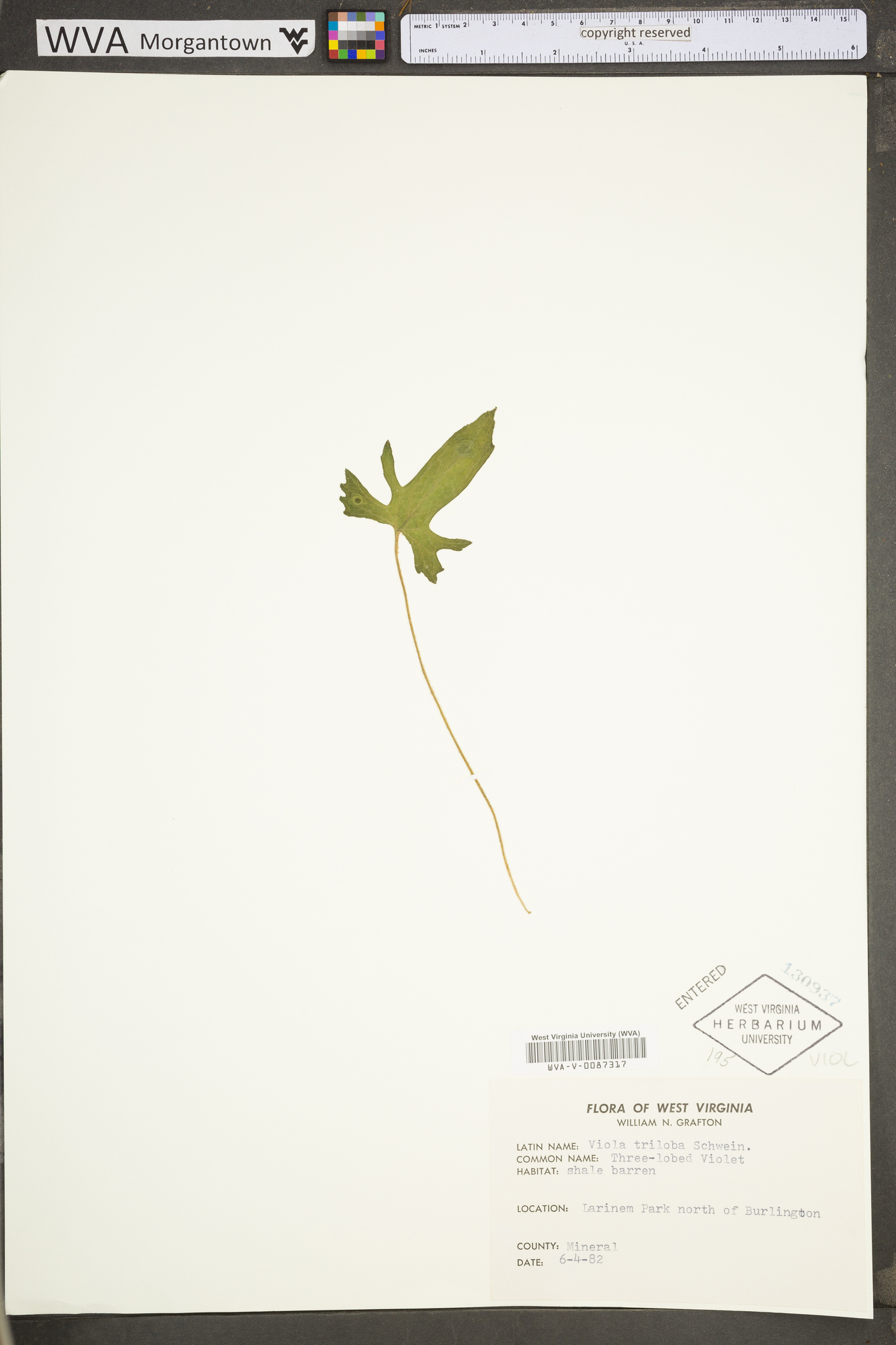 Viola triloba var. triloba image