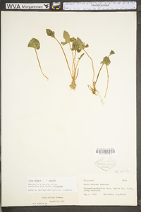 Viola triloba var. triloba image