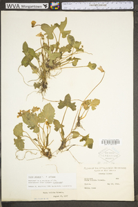 Viola triloba image