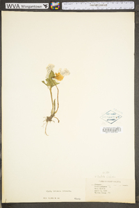 Viola triloba var. triloba image