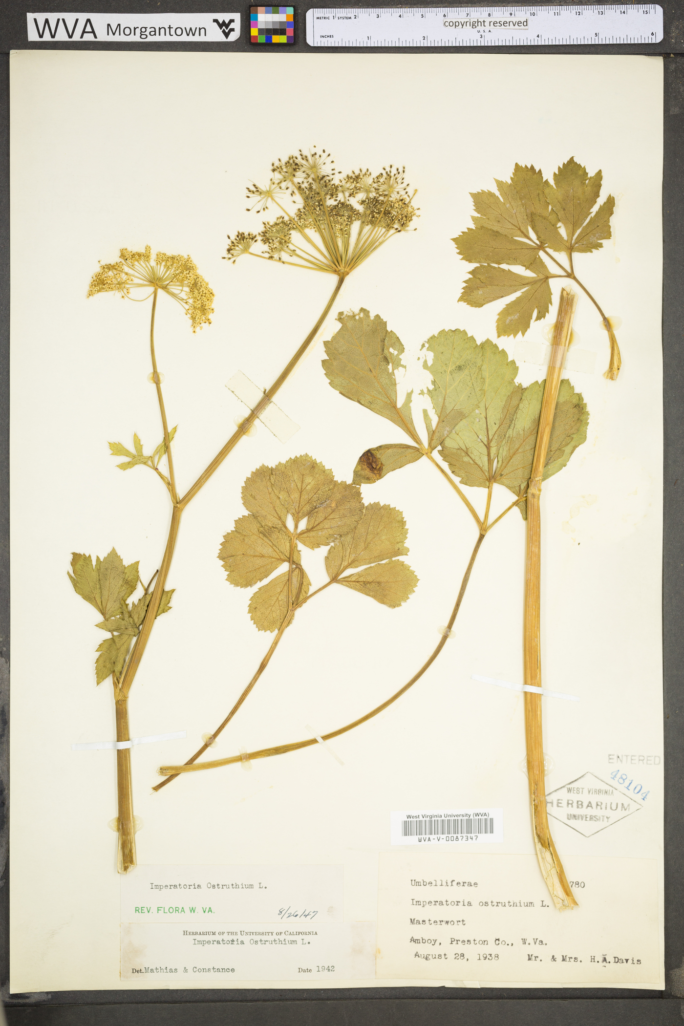 Peucedanum ostruthium image