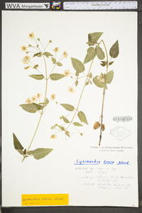 Lysimachia tonsa image