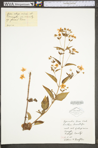 Lysimachia tonsa image