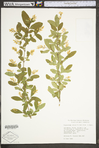 Ligustrum obtusifolium image