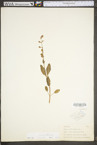 Salvia officinalis image