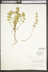 Teucrium botrys image