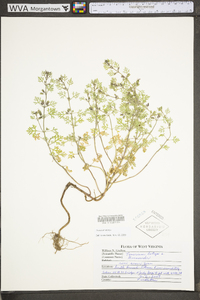 Teucrium botrys image