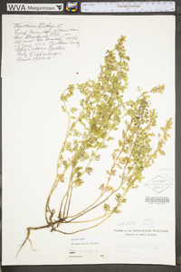 Teucrium botrys image