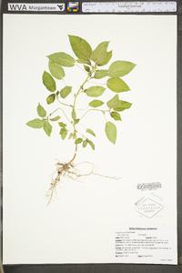 Acalypha ostryifolia image