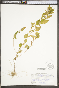 Acalypha virginica image