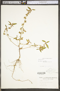 Acalypha virginica image