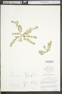 Euphorbia prostrata image