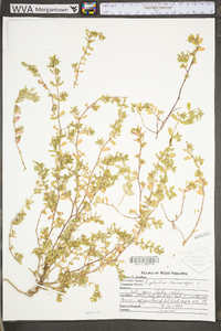 Euphorbia prostrata image