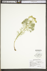 Euphorbia cyparissias image