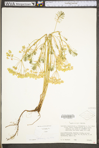 Euphorbia cyparissias image