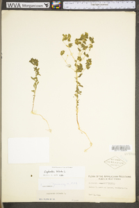 Euphorbia falcata image