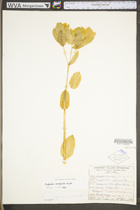 Pogonia ophioglossoides image