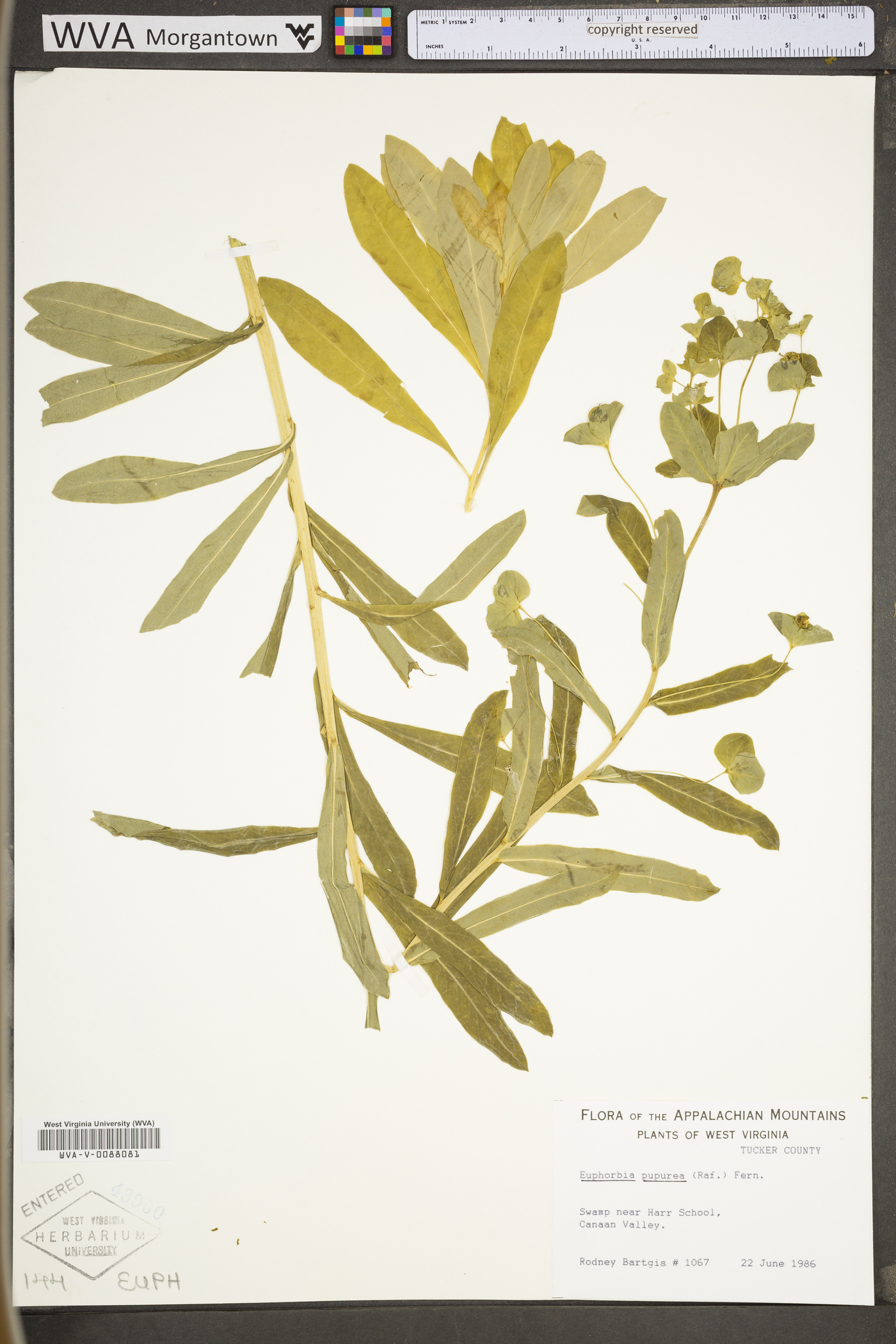 Euphorbia purpurea image