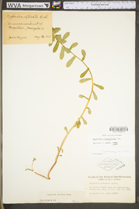 Euphorbia spathulata image