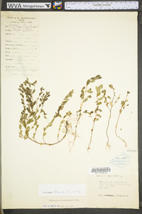 Phyllanthus caroliniensis image