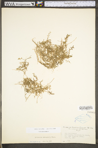 Callitriche heterophylla subsp. heterophylla image