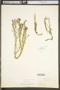 Callitriche heterophylla subsp. heterophylla image