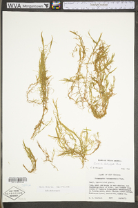 Callitriche heterophylla subsp. heterophylla image