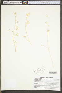 Floerkea proserpinacoides image