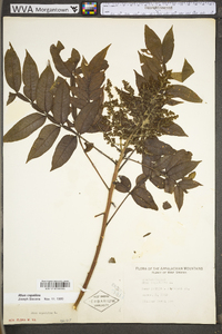 Rhus copallinum var. latifolia image