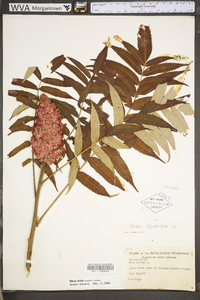 Rhus typhina image