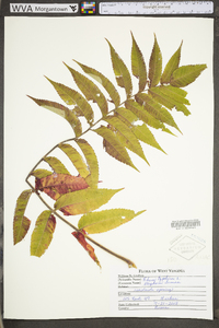 Rhus typhina image