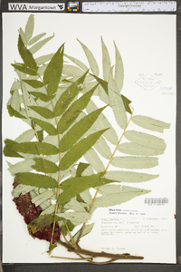 Rhus typhina image