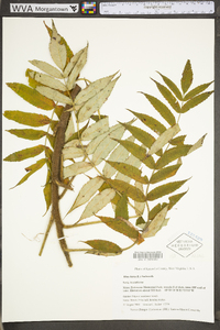 Rhus typhina image