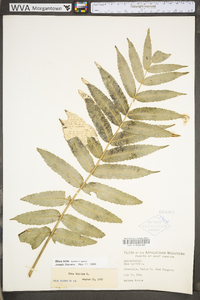 Rhus typhina image