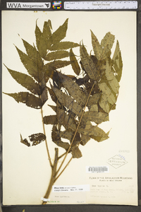 Rhus typhina image