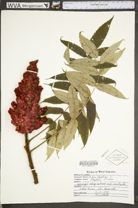 Rhus typhina image