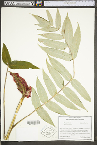 Rhus typhina image