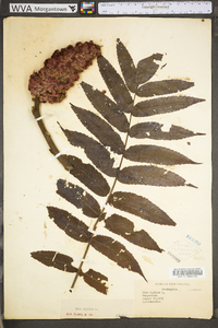 Rhus typhina image