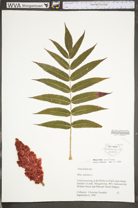 Rhus typhina image