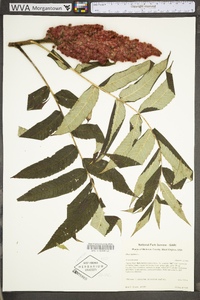 Rhus typhina image