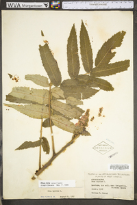 Rhus typhina image