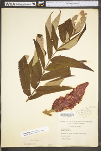 Rhus typhina image