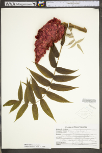 Rhus typhina image