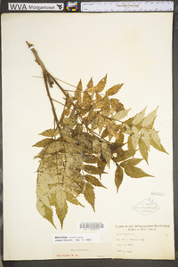 Rhus typhina image